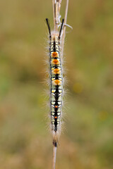 Wall Mural - Close-up of a hairy caterpillar on a branch in natural habitat, South Africa.