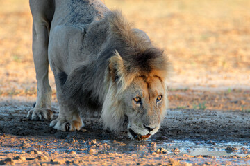 Wall Mural - big male african lion (panthera leo) drinking water, kalahari desert, south africa.
