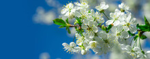 Spring Banner, Blossom Background. Blossom Bloom Spring Apple Tree Flowers. Springtime Nature.