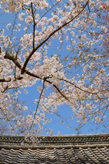 Wall Mural - 桜の咲く日本のお寺の風景、満開の桜と青空、桜の咲く春の日本庭園