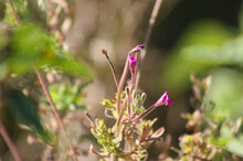 Hairy Willowherb In Bloom Closeup View With Blurred Green Plants On Background