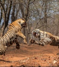 Bengal Tigers In Fight