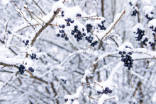 Black Berries On A Branch In Winter In The Snow