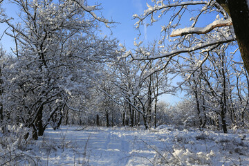 Wall Mural - winter meadow in forest