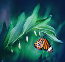 Beautiful Natural Macro Image Of Orange Butterfly Monarch, Sitting On An Unblown Buds Lily Of Valley Flower In Nature In Dark Green Tones.