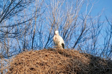 Wall Mural - Stork in its nest covering its beak with its white feathered wings