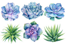 Succulents Hand Drawn Watercolor Painting On White Background.
