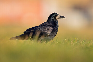 Wall Mural - A rook (Corvus frugilegus) foraging in the grass photographed from a low angle.