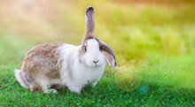 Rabbit, Bunni On Green Grass. Easter Bunni, Rabbit. Hare In Summer.