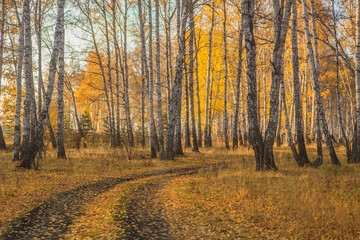 Canvas Print - Yellow autumn birch forest