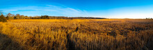 Horizon Over The Golden Marsh Field Of Common Reeds And Cattails In Coastal Forest On Cape Cod, Massachusetts