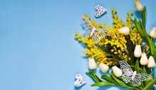 Spring Banner Composition. White Tulips Bouquet, Mimosa Flowers And Butterflies On Light Blue Background. Valentine's, Women's, Mother's Day Concept. Top View With Copy Space. Postcard For Holiday
