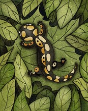 Salamander Lies On Green Leaves