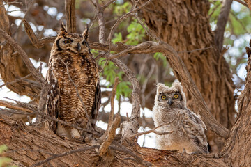 Wall Mural - Spotted Eagle Owl and Chick, Kgalagadi