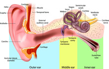 
Human Ear Anatomy. Ear Structure Anatomical Diagram. The Human Ear Consists Of The Outer, Middle And Inner Ear. 