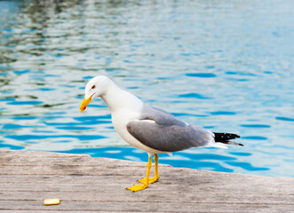 Wall Mural - Seagull on a pier close to the water looking down on a biscuit, in sunny summer day