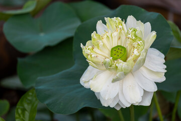 Wall Mural - beauty fresh white lotus blooming with green leaves multi layer. soft clean water lilly petal blossom peaceful