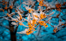 Sea Buckthorn Berries On A Tree Branch Under The Snow. Winter, Evening