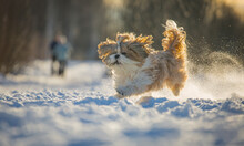Shih Tzu Dog Runs Through The Snow In Winter