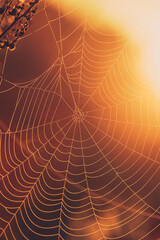 Wall Mural - spider web