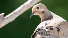 Curious Mourning Dove Looking Over Its Shoulder