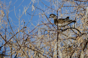 Sticker - Wood Duck Perched High in the Autumn Tree Tops