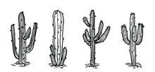 Succulent Cactus Desert Plant Hand Drawn In Monochrome Black And White Vector Illustration. Botanical Giant Trees With Thorns, Needles.