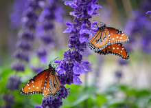 Monarch Butterflies Feasting On Mystic Blue Spires