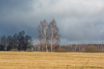 Wall Mural - agricultural land in early spring