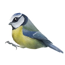 Blue Tit Bird Isolated On White Background. Hand Drawn Bird Close Up Image. Isolated On White Background.