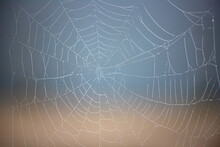 Web Design In Nature, Created By Insects On A Nice Blurry Background.