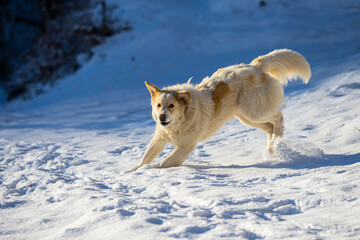 Poster - Cute dog playing in the snow