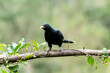 A male Asian Koel bird resting on a branch of a tree on the outskirts of Bangalore