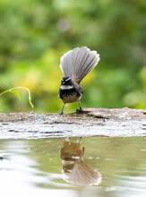 A White-browed Fantail Taking Bath Near A Water Pond In The Outskirts Of Bangalore