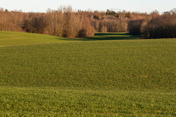 Sticker - green field near forest