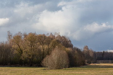 Wall Mural - forest on a sunny spring day