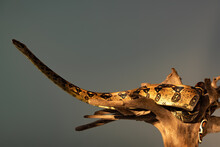 Python Snake Sunlight Wooden Snag