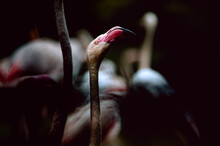 Flamingos Stick Their Heads Out