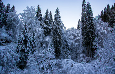 Wall Mural - the cold night frost with the North Pole wind froze the forests