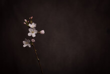 White Sakura Cherry Blossom Flower Branch On Dark Background