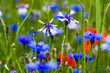 kwiat, roślin, lato, fiolet, blękit, bławatek, flora, beuty, barwa, kwitnienie, makro, polne, dzikie
