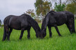 Two black friesian horses standing on the pasture