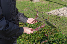 Gleditsia Triacanthos Tree Seed Pods In The Hands Of A Woman. Outside