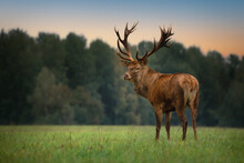A Large, Full-grown Red Deer With Huge Antlers. A Male Deer Stands In The Field And Looks Directly Into The Camera. Autumn Rut. Trophy