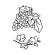 Outline hand drawn bunch of grapes. Simple doodle style