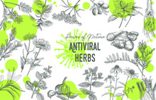 Antiviral Herbs Frame. Sketchy Vector Hand-drawn Illustration.