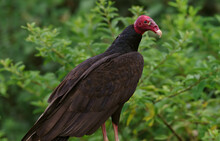Portrait Of A Perched Turkey Vulture, Cathartes Aura, Shown In The Chiriqui Province Of Panama.