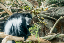 Black And White Colobus Monkey Sitting On Tree Branch