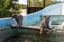Two Endangered Cozumel Raccoons Sit In An Old Boat On The North Side Of Tropical Island Cozumel, Mexico