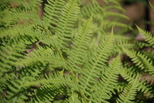 Fern Leaves In The Sun. The Long, Textured Fern Leaves Are Composed Of Many Branches With Small, Long, Curved Leaves. The Leaves Illuminate The Summer Sun.